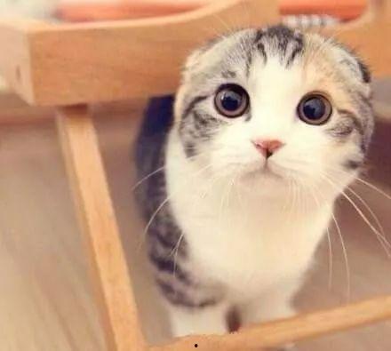 娛樂吃瓜君折耳貓視頻,萌態(tài)百出，笑料連連