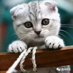 娛樂吃瓜君折耳貓視頻,萌態(tài)百出，笑料連連