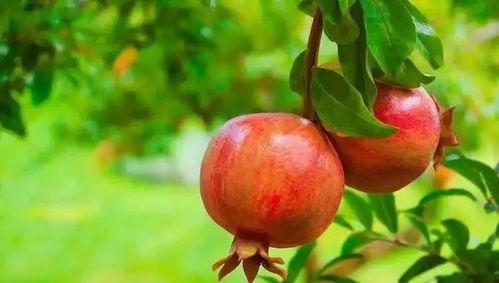 娛樂吃瓜醬買石榴,石榴盛宴，甜蜜來襲！