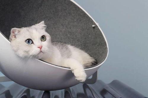 娛樂吃瓜醬改造貓窩,萌寵新居，趣味升級！