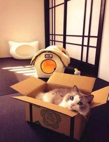 娛樂吃瓜醬改造貓窩,萌寵新居，趣味升級！