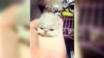 呆妹娛樂吃瓜視頻大全免費觀看,免費暢享吃瓜盛宴，笑料橫生視頻大全