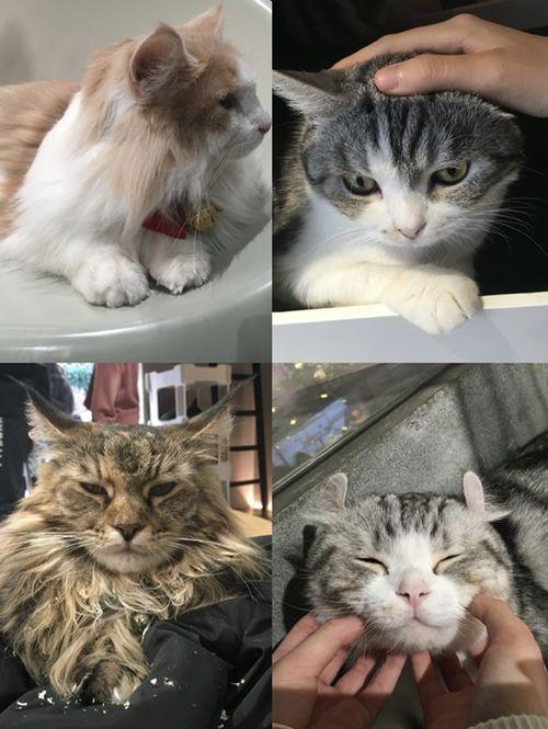 娛樂(lè)吃瓜醬貓咖,貓咪與娛樂(lè)的完美融合