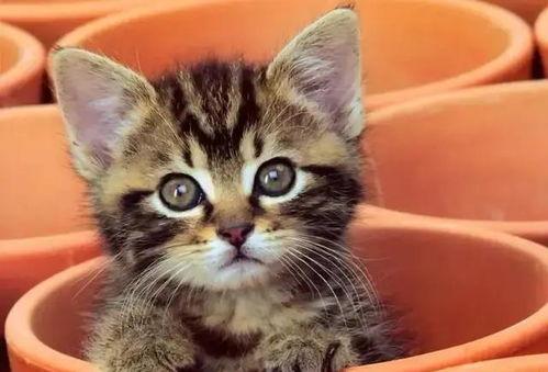 娛樂(lè)吃瓜醬貓咖,貓咪與娛樂(lè)的完美融合