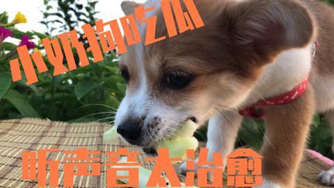 娛樂吃瓜醬送小狗視頻下載,萌寵來(lái)襲，溫馨瞬間盡收眼底