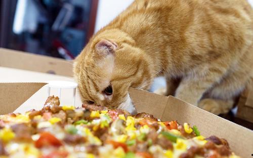 貓貓永不為奴娛樂(lè)吃瓜醬,揭秘娛樂(lè)圈幕后趣聞