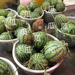 娛樂(lè)吃瓜菌火,揭秘娛樂(lè)圈幕后風(fēng)云