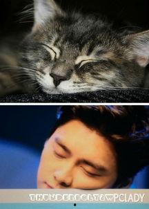 娛樂(lè)圈貓貓吃瓜圖片,萌態(tài)十足揭秘明星幕后趣聞