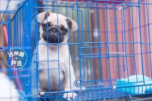 娛樂(lè)吃瓜寵物推薦,盤(pán)點(diǎn)那些愛(ài)看熱鬧的萌寵