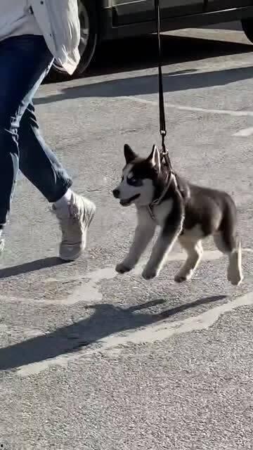 傻狗的日常娛樂吃瓜君,吃瓜君帶你領(lǐng)略?shī)蕵啡Φ臍g樂瞬間