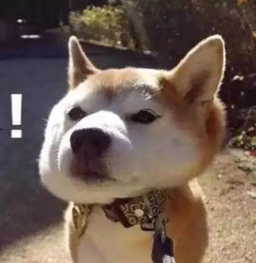 傻狗的日常娛樂吃瓜君,吃瓜君帶你領(lǐng)略?shī)蕵啡Φ臍g樂瞬間