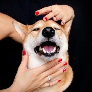 傻狗的日常娛樂吃瓜君,吃瓜君帶你領(lǐng)略?shī)蕵啡Φ臍g樂瞬間