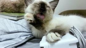 吃瓜娛樂(lè)醬社恐貓,揭秘社交恐懼的萌寵——社恐貓的日常生活