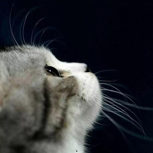 娛樂(lè)吃瓜貓捉鳥(niǎo)是真的嗎,娛樂(lè)吃瓜貓捉鳥(niǎo)事件，真相究竟如何？