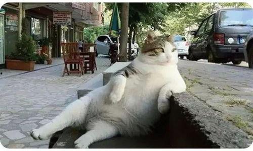 娛樂(lè)吃瓜貓捉鳥(niǎo)是真的嗎,娛樂(lè)吃瓜貓捉鳥(niǎo)事件，真相究竟如何？