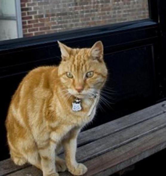 娛樂吃瓜醬小貓坐公交車,萌寵坐公交，趣味橫生一幕