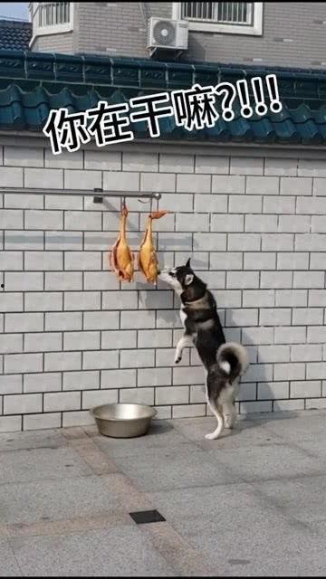 娛樂吃瓜醬送小狗視頻下載,萌寵來襲，溫馨瞬間盡收眼底