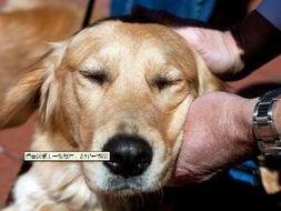 娛樂(lè)吃瓜醬精神撫慰犬,陪你度過(guò)歡樂(lè)時(shí)光的治愈伙伴