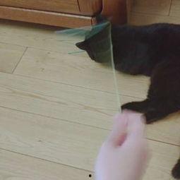 娛樂(lè)吃瓜醬貓咪視頻,萌態(tài)十足，網(wǎng)友直呼“太可愛(ài)了！”