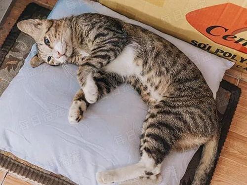 娛樂(lè)吃瓜醬貓咪視頻,萌態(tài)十足，網(wǎng)友直呼“太可愛(ài)了！”