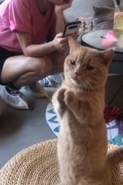 娛樂(lè)吃瓜醬貓咪視頻,萌態(tài)十足，網(wǎng)友直呼“太可愛(ài)了！”