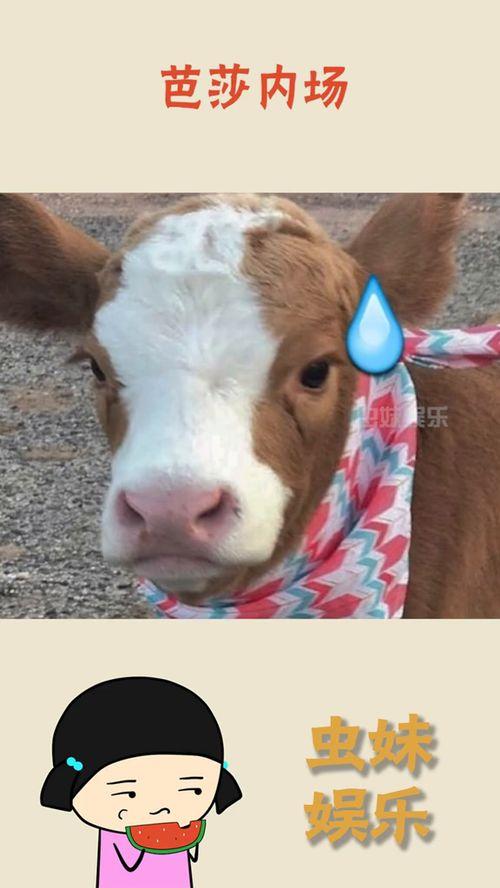 娛樂(lè)吃瓜醬貓貓,揭秘娛樂(lè)圈那些不為人知的幕后故事