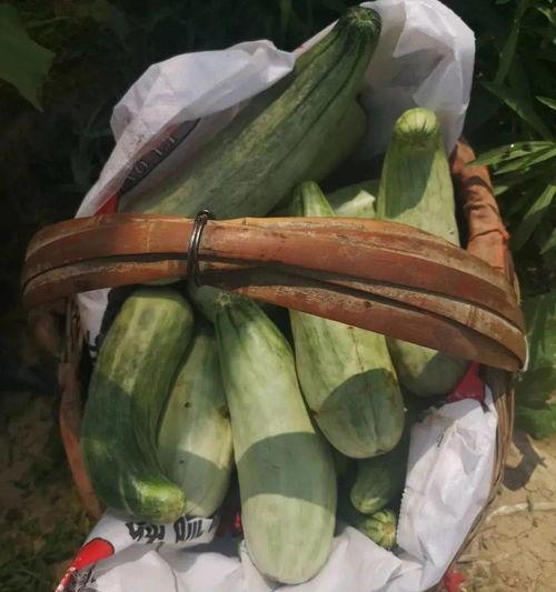 娛樂(lè)吃瓜帶貨,娛樂(lè)圈吃瓜達(dá)人帶你解鎖帶貨新姿勢(shì)