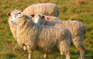 羊了個羊吃瓜娛樂,吃瓜娛樂背后的網(wǎng)絡(luò)狂歡