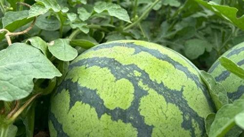 湖南娛樂(lè)吃瓜在一線,揭秘娛樂(lè)圈背后的故事